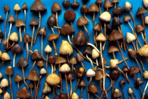 Magic-Mushrooms