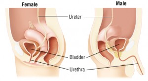 Urethritis Guide