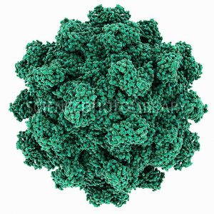 Hepatitis E virus capsid, molecular model. This virus causes the disease hepatitis E in humans. Transmitted by faecal-oral contact, this virus causes low-level liver inflammation that can become more severe. In viruses, the capsid is the protein shell that encloses the genetic material. A capsid consists of subunits called capsomeres that self-assemble to form the shell seen here. Here, this shell, approximately spherical in shape, has icosahedral symmetry. One of the functions of the capsid is to aid the transmission of the viral genetic material into host cells. The cell mechanisms are then used to produce new virus particles.