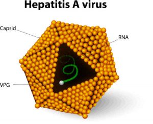 Hepatitis-A-virus